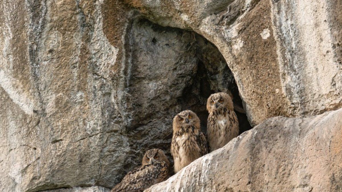 Recherche désespérée pour un jeune hibou grand-duc chuté au château de Foix