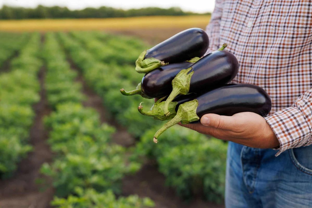 Comment maximiser votre récolte d'aubergines grâce aux conseils des pros