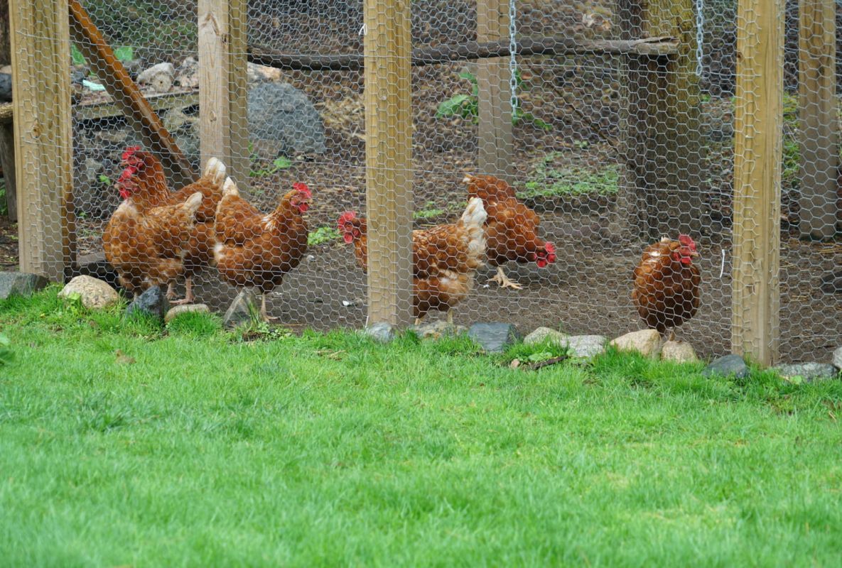 Aménager un poulailler au jardin : tous nos conseils pratiques