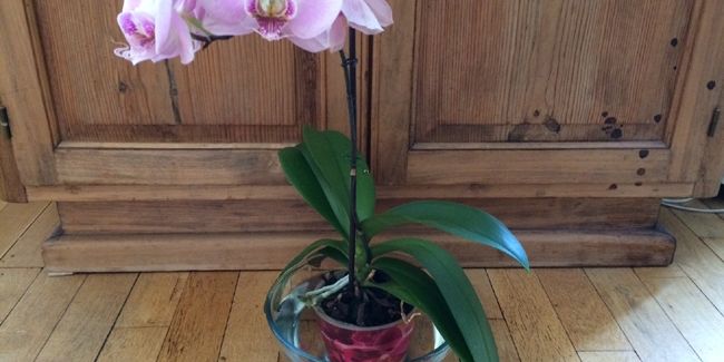 Les secrets d'un arrosage parfait pour vos orchidées