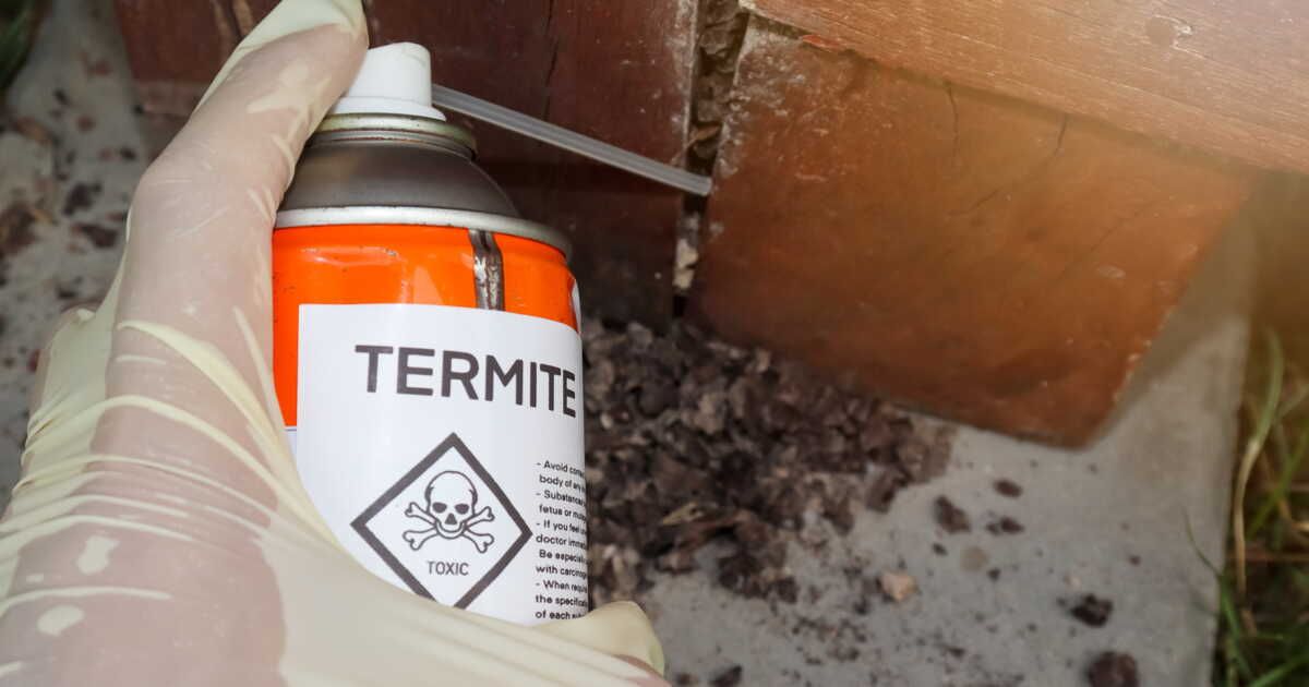 Les odeurs anti-termites, un remède naturel à connaître