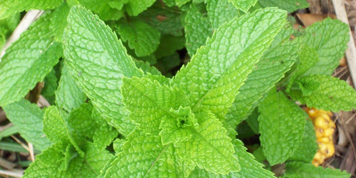 La menthe verte : une plante aromatique aux multiples trésors