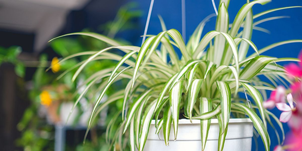 Chlorophytum (Chlorophytum comosum), la plante araignée