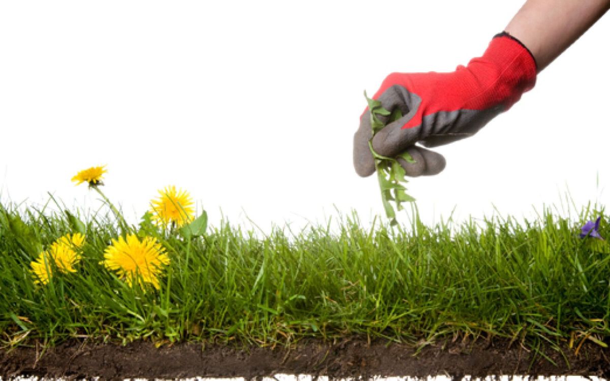 Les gestes écolos pour un jardin sans mauvaises herbes
