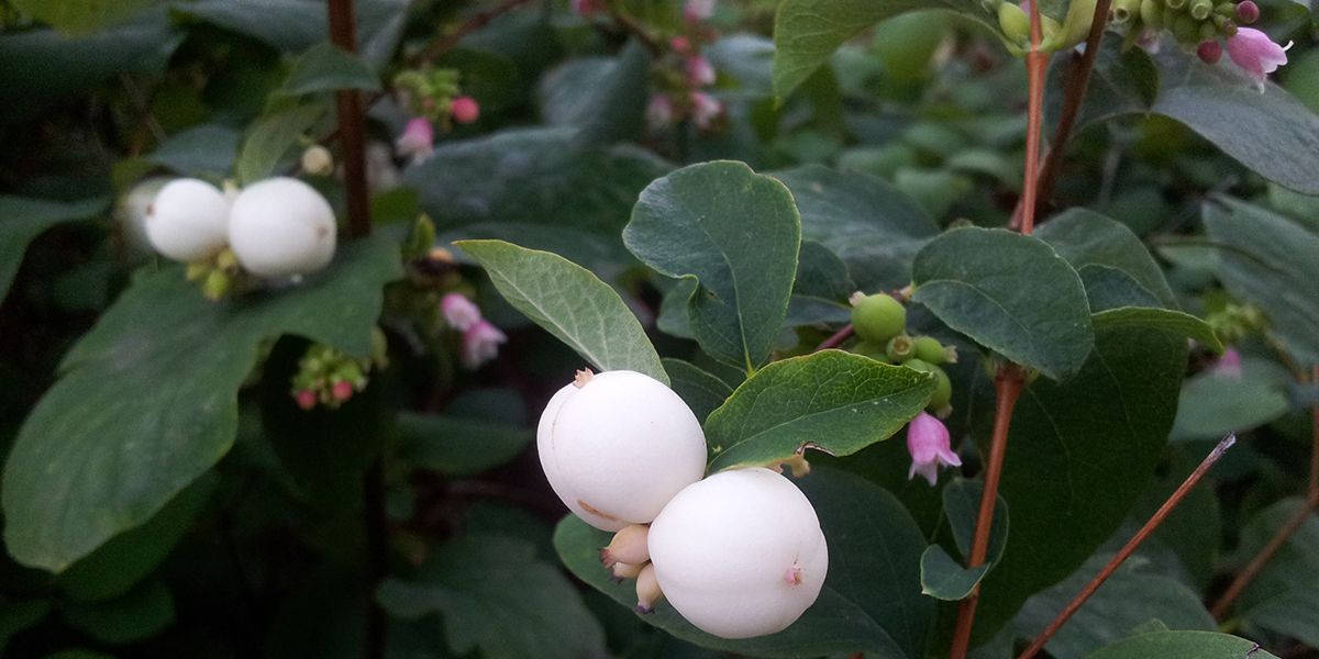 À la découverte de la symphorine, l'arbuste aux perles blanches