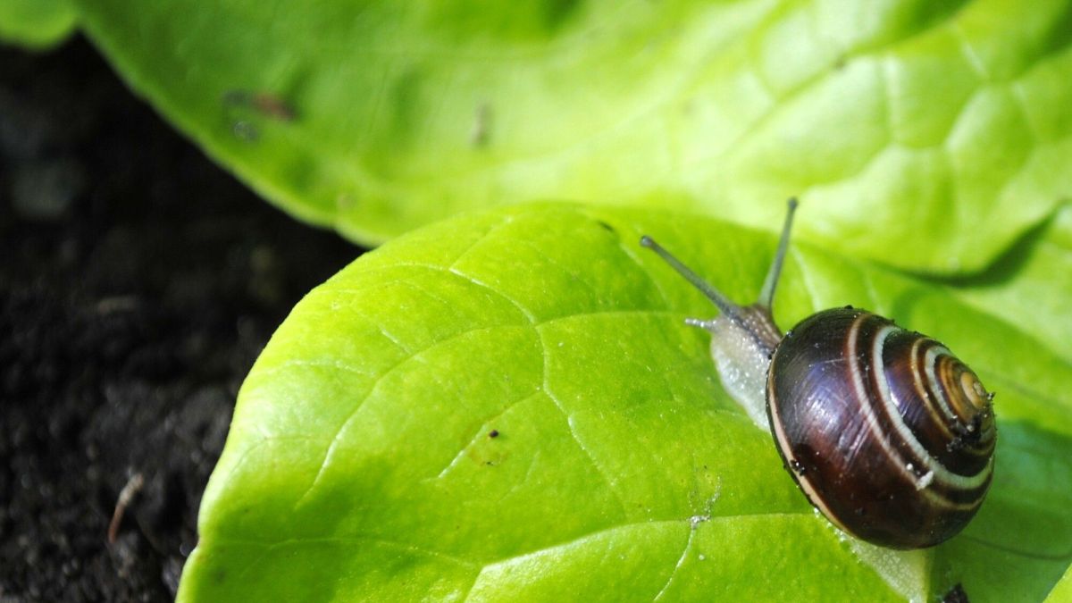 Comment protéger vos jeunes pousses des limaces et escargots