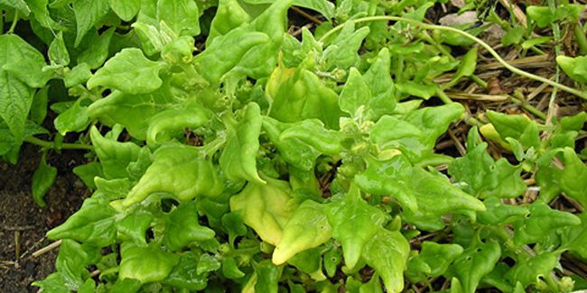 Tétragone cornue (Tetragonia tetragonioides), le trésor d'été du jardin