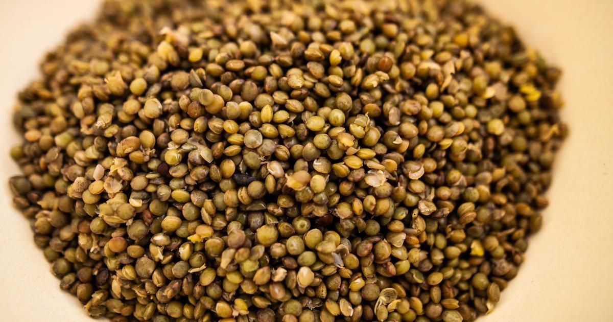 Cuisson parfaite des lentilles vertes : toutes vos questions réponses