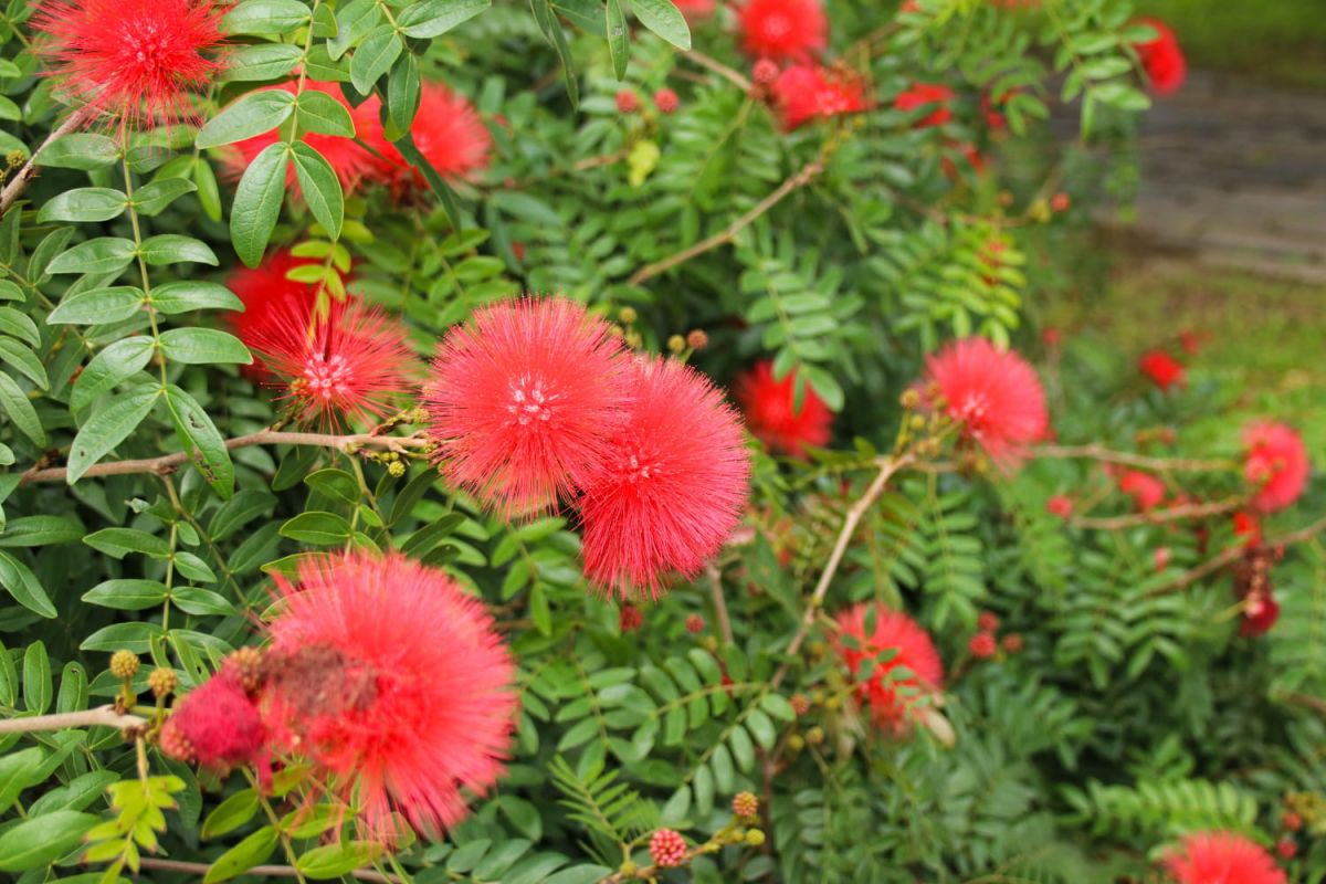 Albizia (arbre à soie) : conseils de plantation et d'entretien
