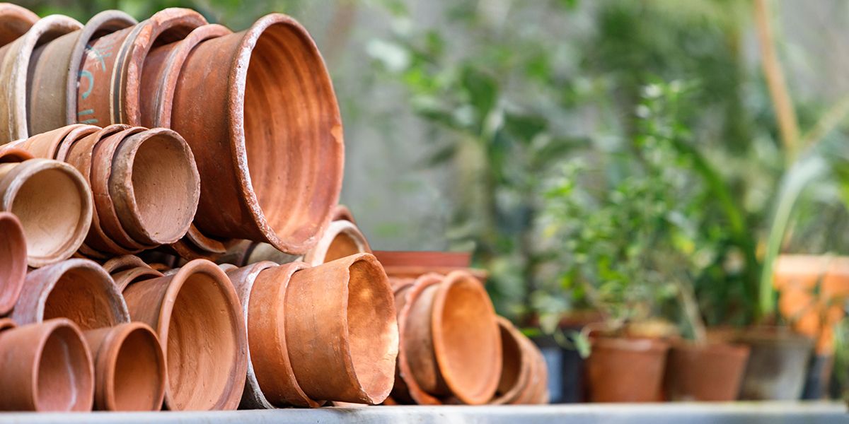 choisir la taille de pot idéale pour rempoter vos plantes