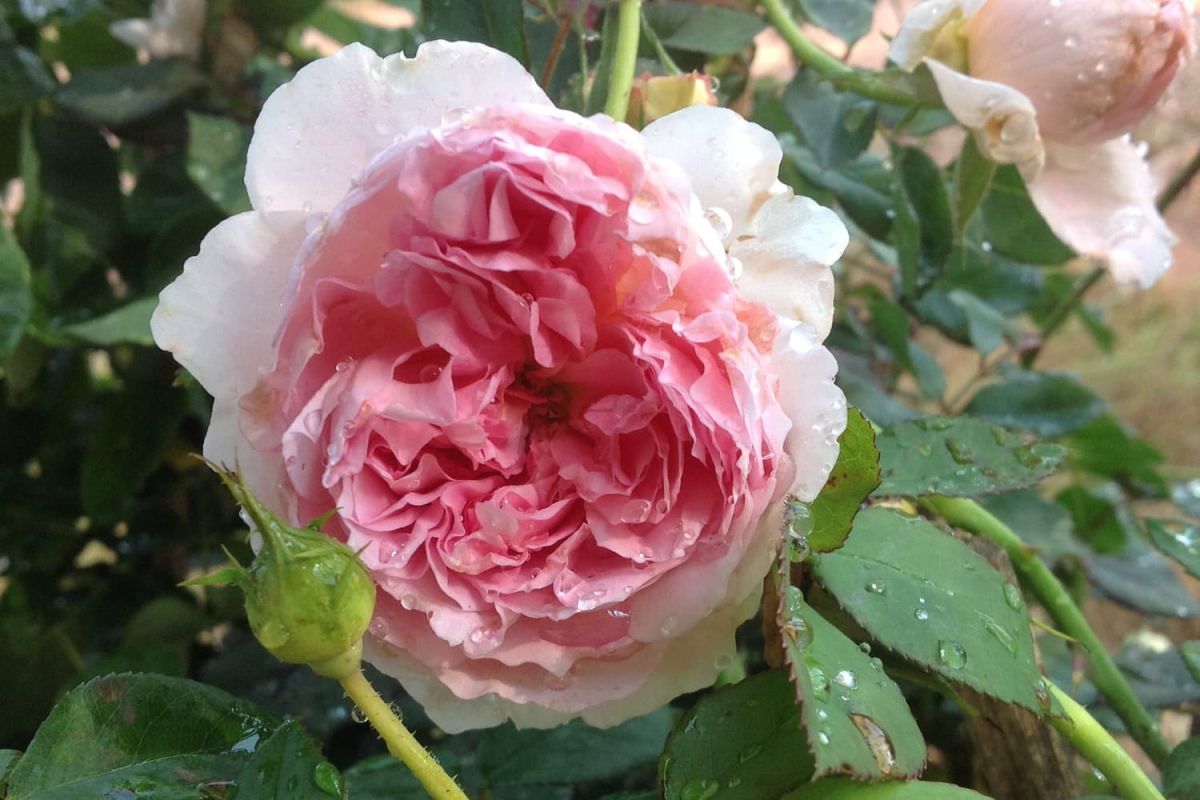 Roses anglaises : belles variétés David Austin et entretien