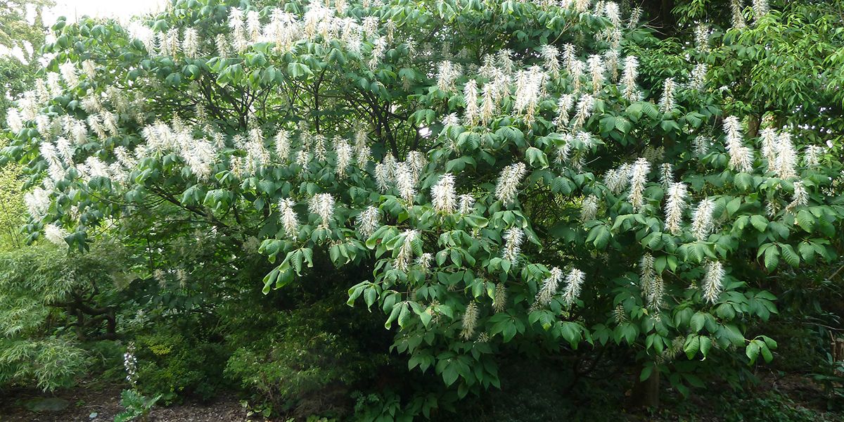 Le pavier blanc (Aesculus parviflora), un marronnier arbustif