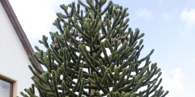 L'Araucaria araucana : un résineux fascinant au climat extrême