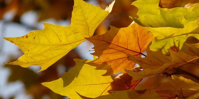 L'érable : un arbre aux mille couleurs et bienfaits