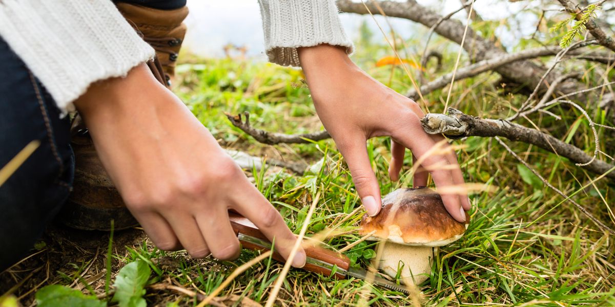 Cueillette de champignons : les précautions à ne pas négliger