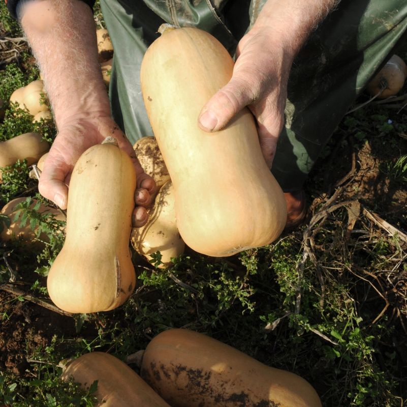 Les secrets d'un potager prospère : l'art d'arroser