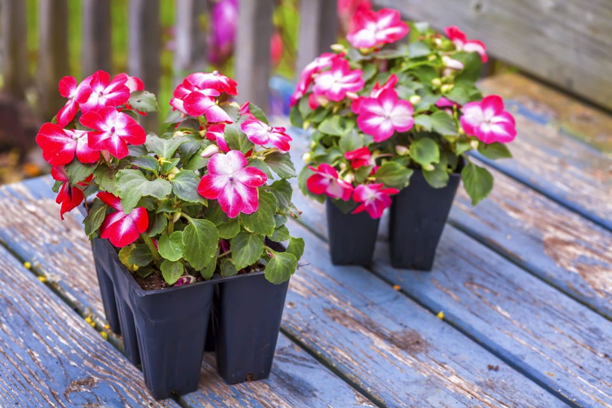 Les impatiens : secrets d'entretien pour des fleurs éclatantes