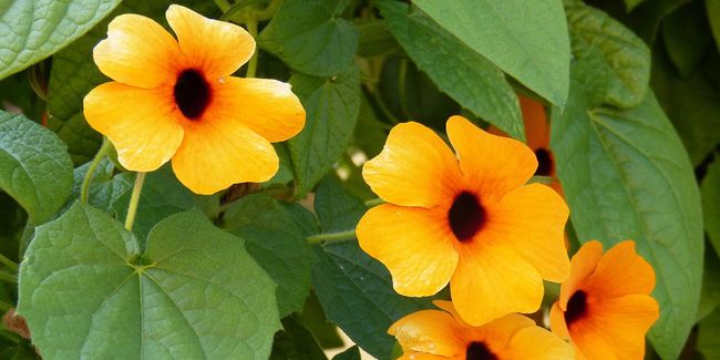 Suzanne aux yeux noirs (Thunbergia alata), Sourire de Zanzibar