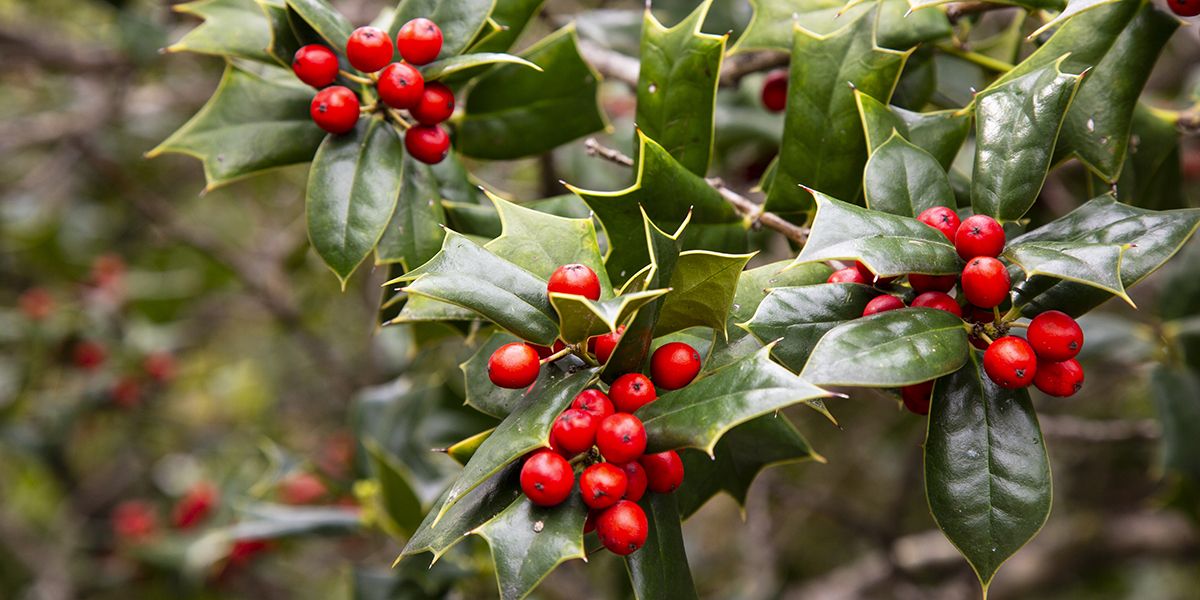 Houx (Ilex aquifolium), arbuste de Noël aux boules rouges