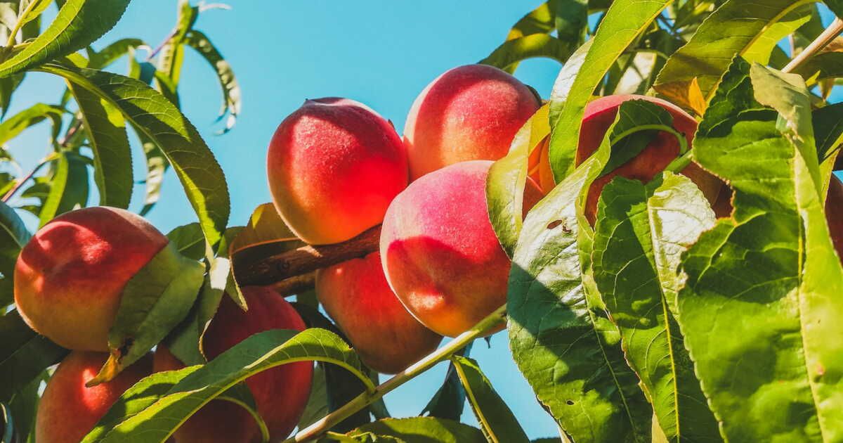 L'automne arrive : que faire des fruits et légumes pas encore mûrs ?