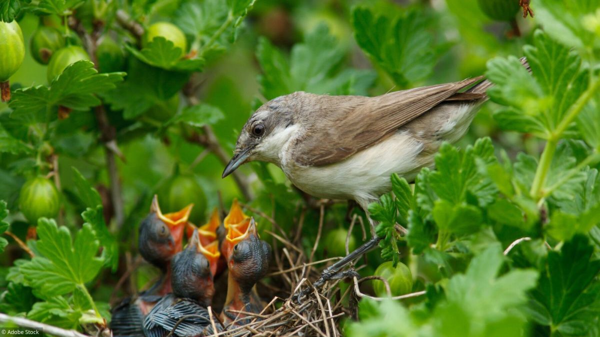 Oisillons au sol : adoptez le bon comportement