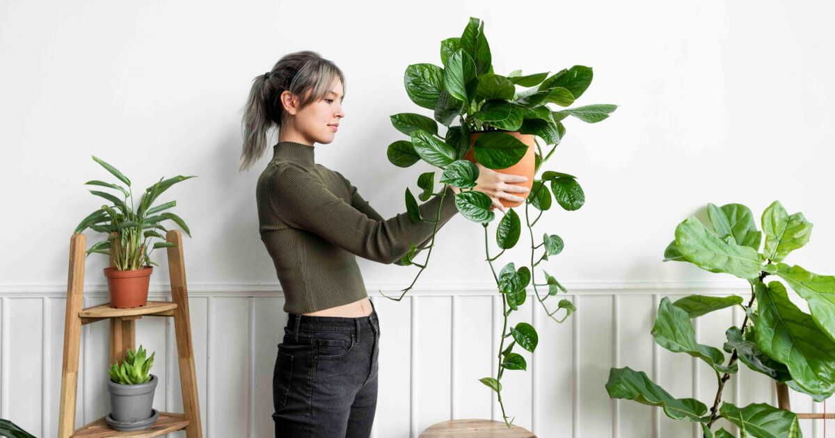 la méthode surprenante pour garder vos plantes heureuses sous la chaleur