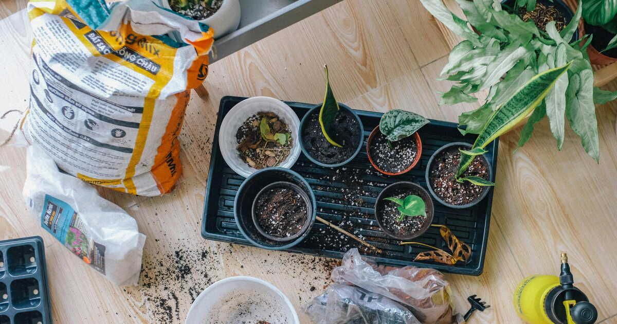 Découvrez l'art du bouturage : une méthode facile pour multiplier vos plantes