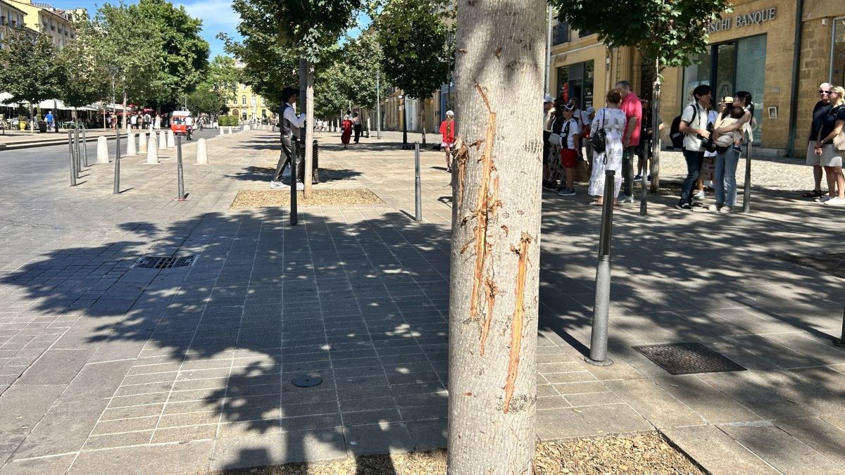 Des actes de vandalisme menacent les arbres du cours Mirabeau à Aix
