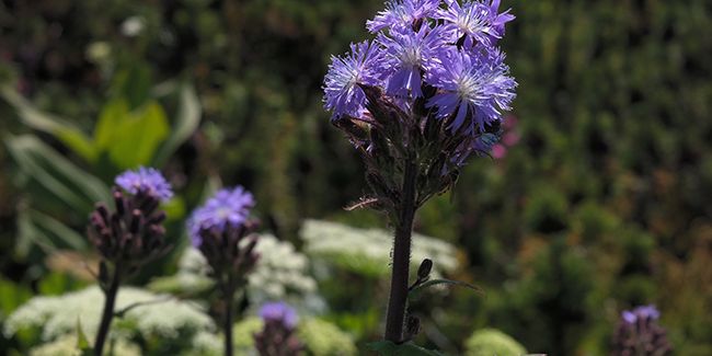 La mulgédie alpine : une plante emblématique des zones montagneuses