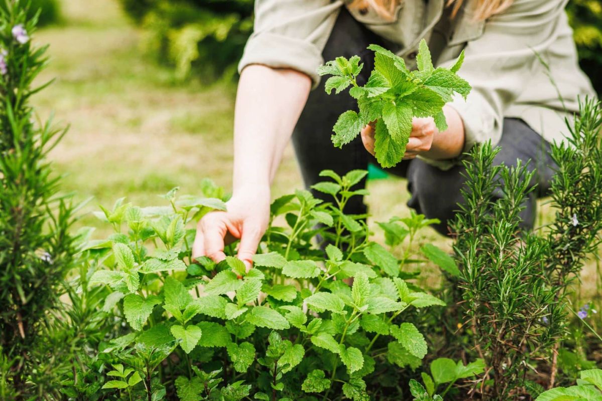 Juin, le mois idéal pour des plantes médicinales et aromatiques au jardin