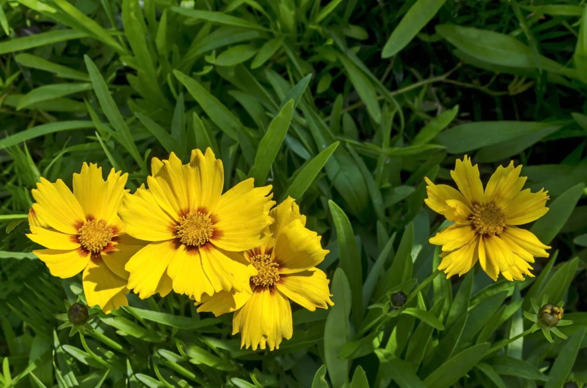 Coréopsis : la plante incontournable pour un jardin vibrant cet été