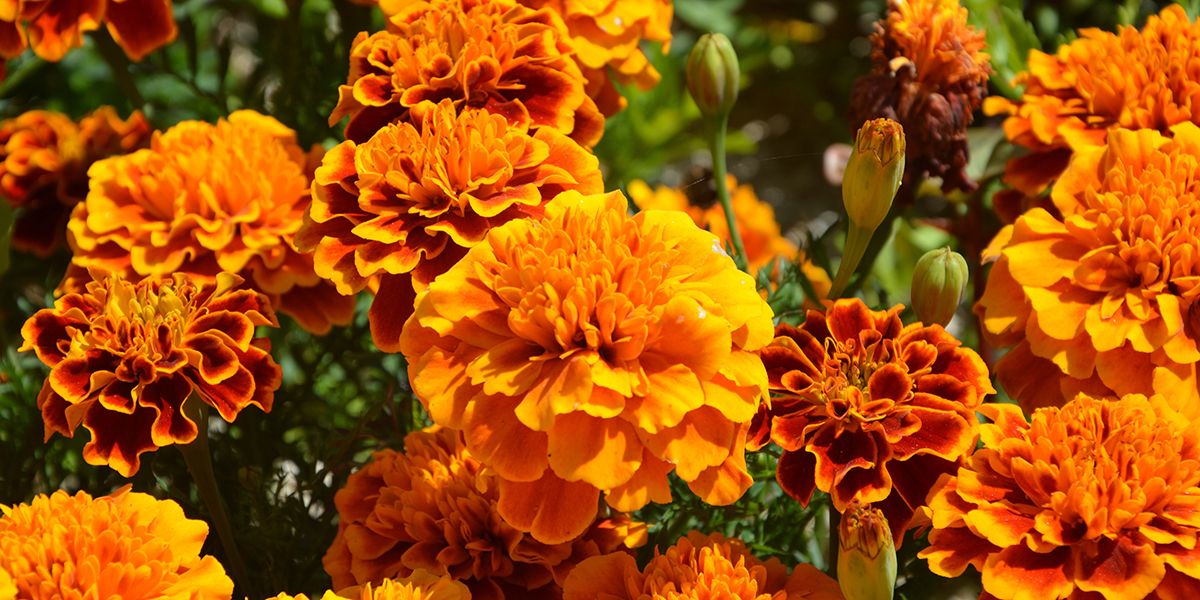 Œillet d’Inde et rose d'Inde (Tagetes spp.): un spectacle floral haut en couleurs