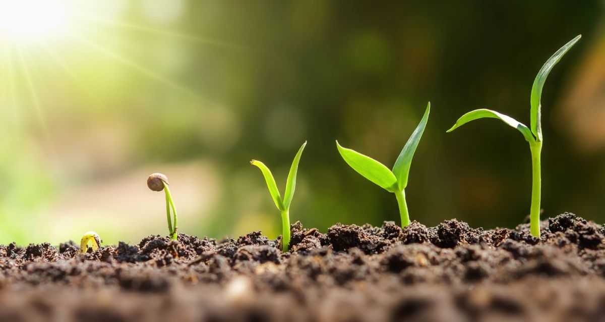 découvrez 12 engrais naturels pour un jardin florissant