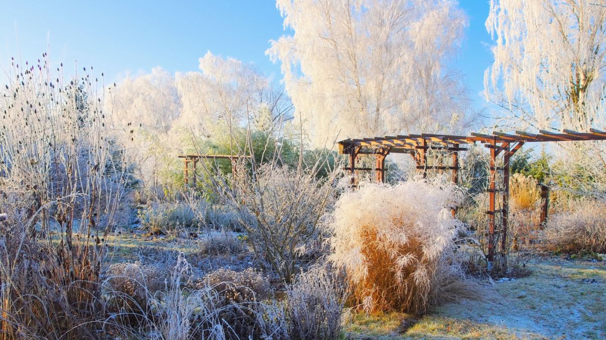 Alain Baraton : les secrets des plantes face au froid