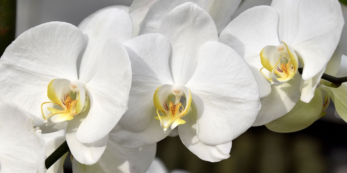Les orchidées : dix beautés qui sublimeront votre maison