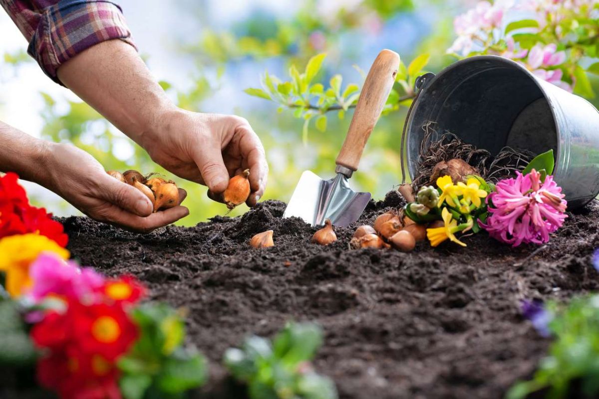 jardiner en automne : les secrets pour des tulipes éclatantes au printemps