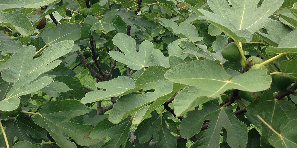 Pourquoi votre figuier ne donne-t-il pas de figues ? Découvrez les solutions