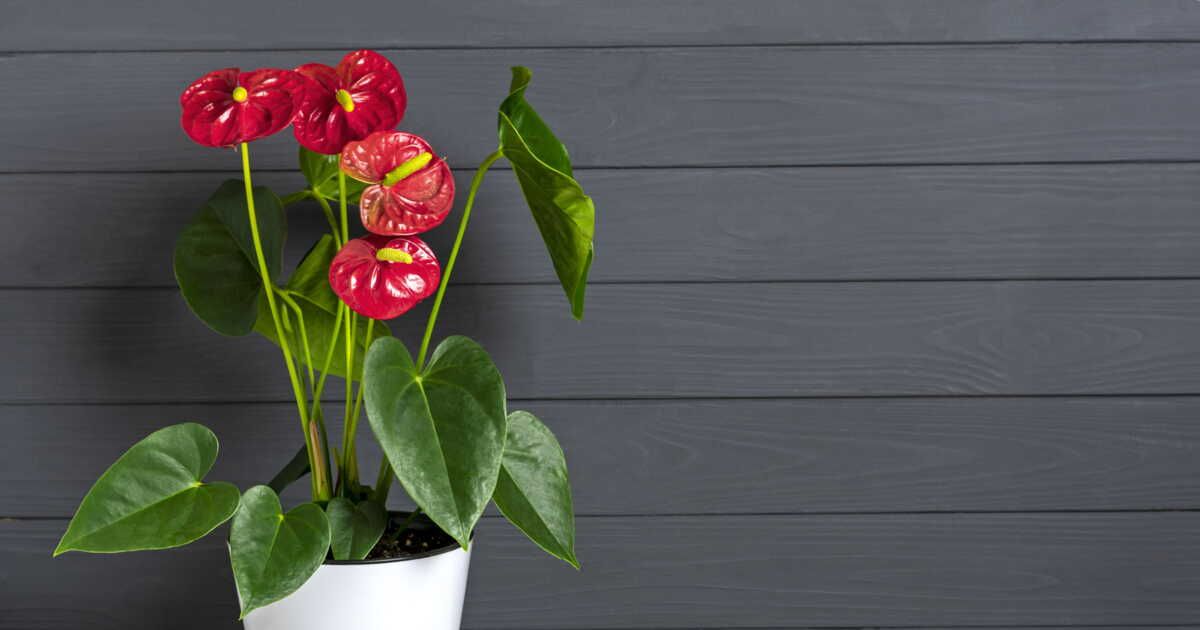 Les secrets d'un anthurium épanoui : l'art de l'entretien floral