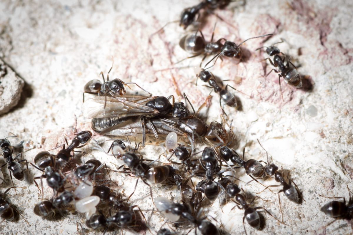 Reconnaître la fourmi envahissante qui menace votre potager