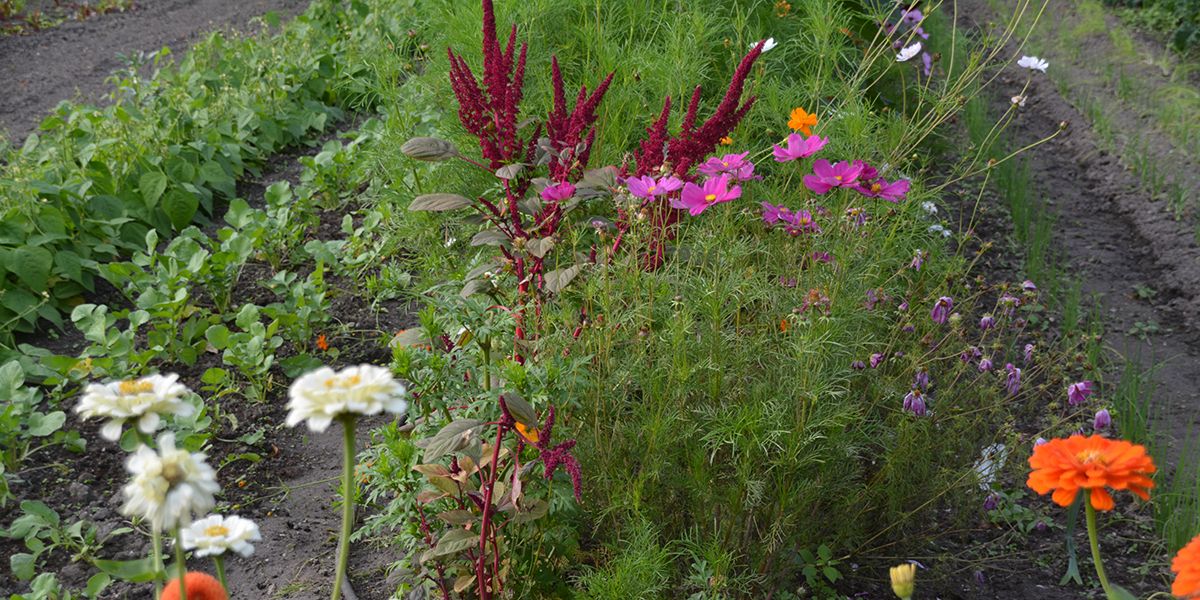 Qu'est-ce que le foodscaping ou jardin comestible ?