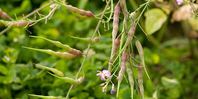 Radis serpent (Raphanus sativus var. caudatus), un légume surprenant