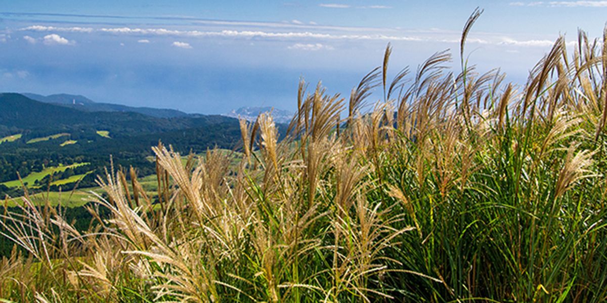 Le miscanthus : une plante miracle pour la permaculture