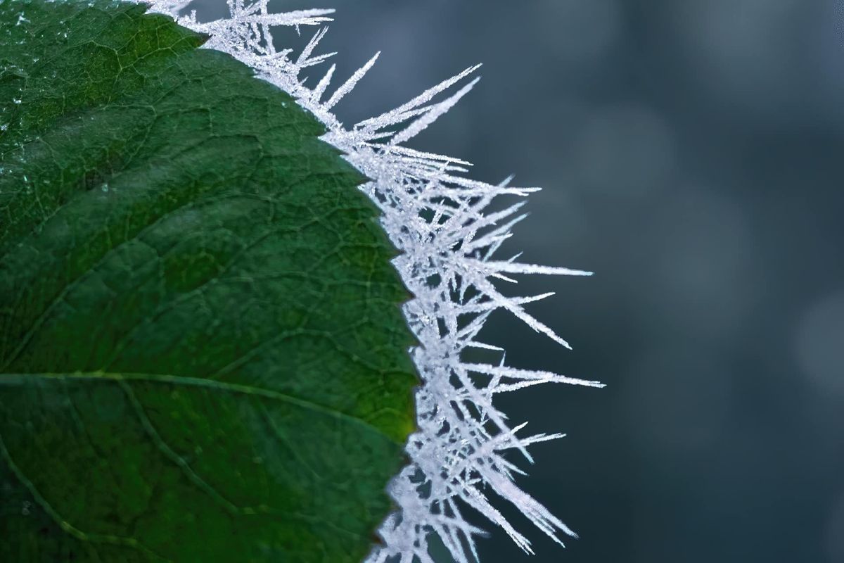 protégez vos plantes cet hiver avec la housse en jute à petit prix chez Gifi