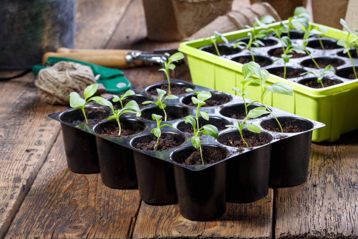 Le guide essentiel pour bien démarrer vos semis de printemps