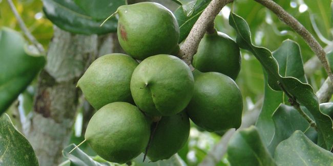 Découverte de la noix de macadamia : un trésor gourmand du Queensland
