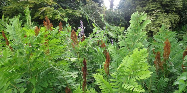 Osmonde royale (Osmunda regalis) : la plus grande des fougères