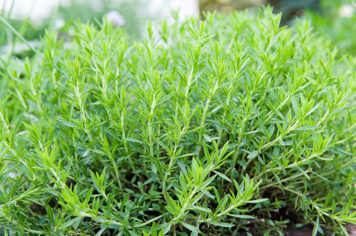 un aromate puissant pour éloigner vos fringales