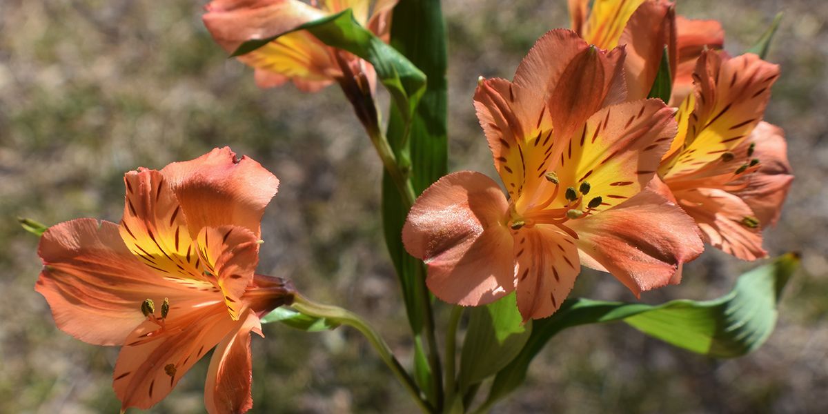 Lis des Incas (Alstroemeria) ou alstroémère