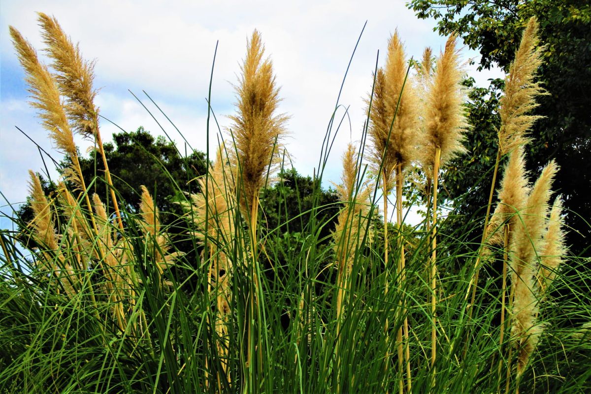 L'herbe de la pampa : conseils d'entretien et dangers d'invasion