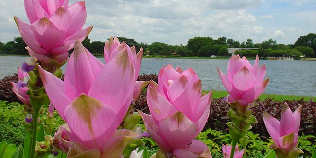Le curcuma à fleurs (Curcuma alismatifolia), une plante d’ornement fascinante